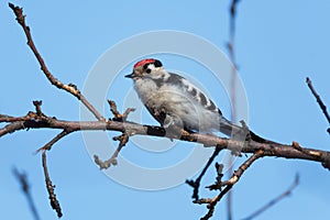 Lesser Spotted Woodpecker Dendrocopos minor